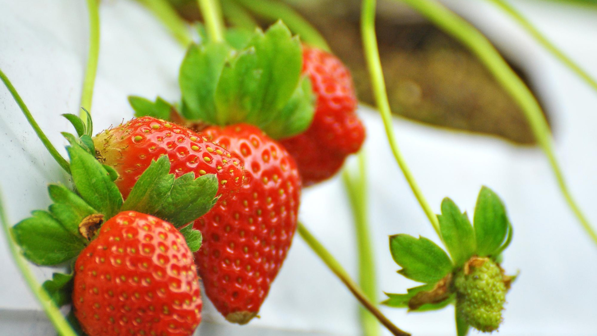 Planter des fraisiers en hauteur et maximiser la récolte facilement